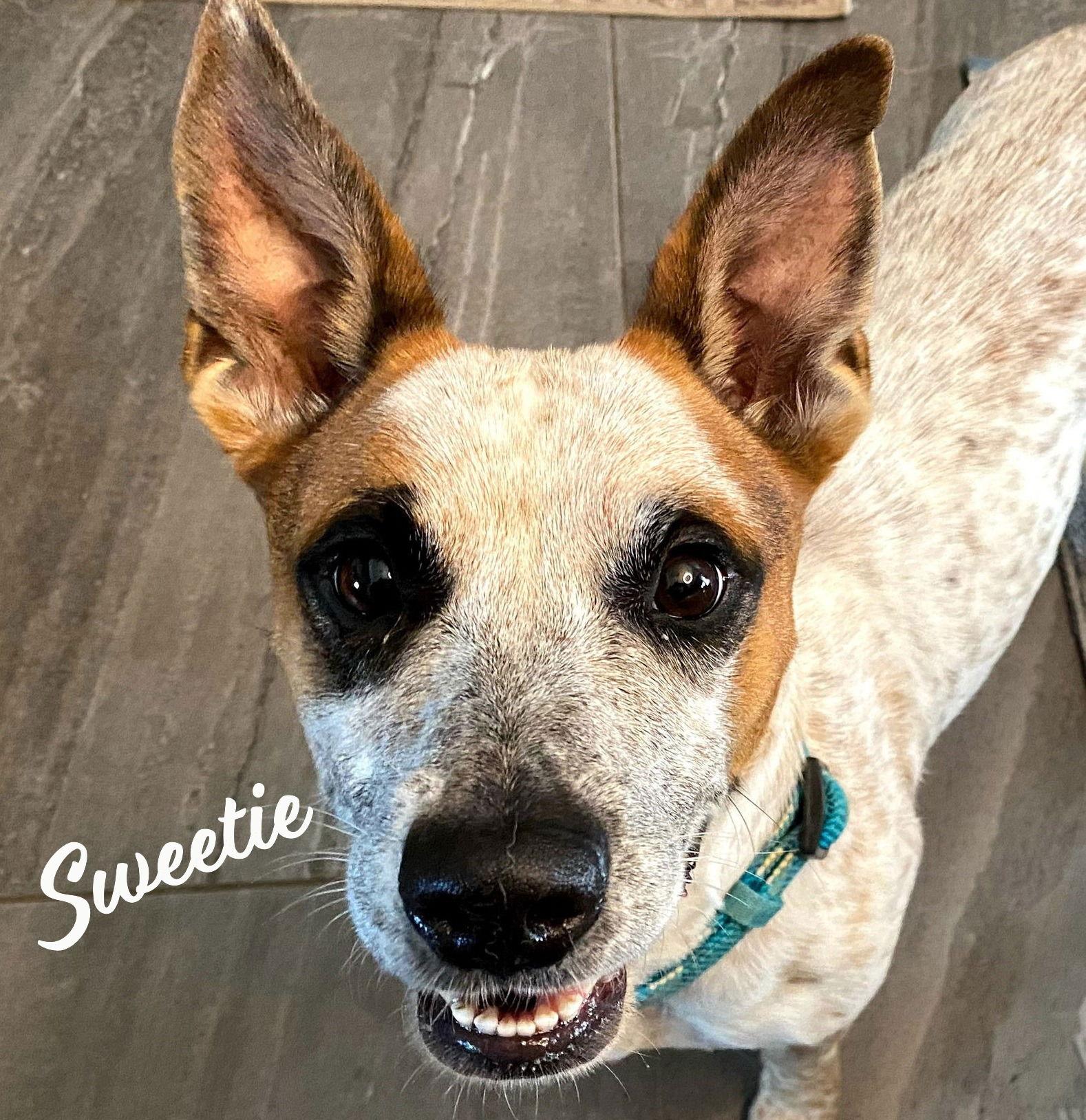 Enlarge Sweetie #ms-congeniality, a Adopted mixed breed in Houston, TX image 2/3