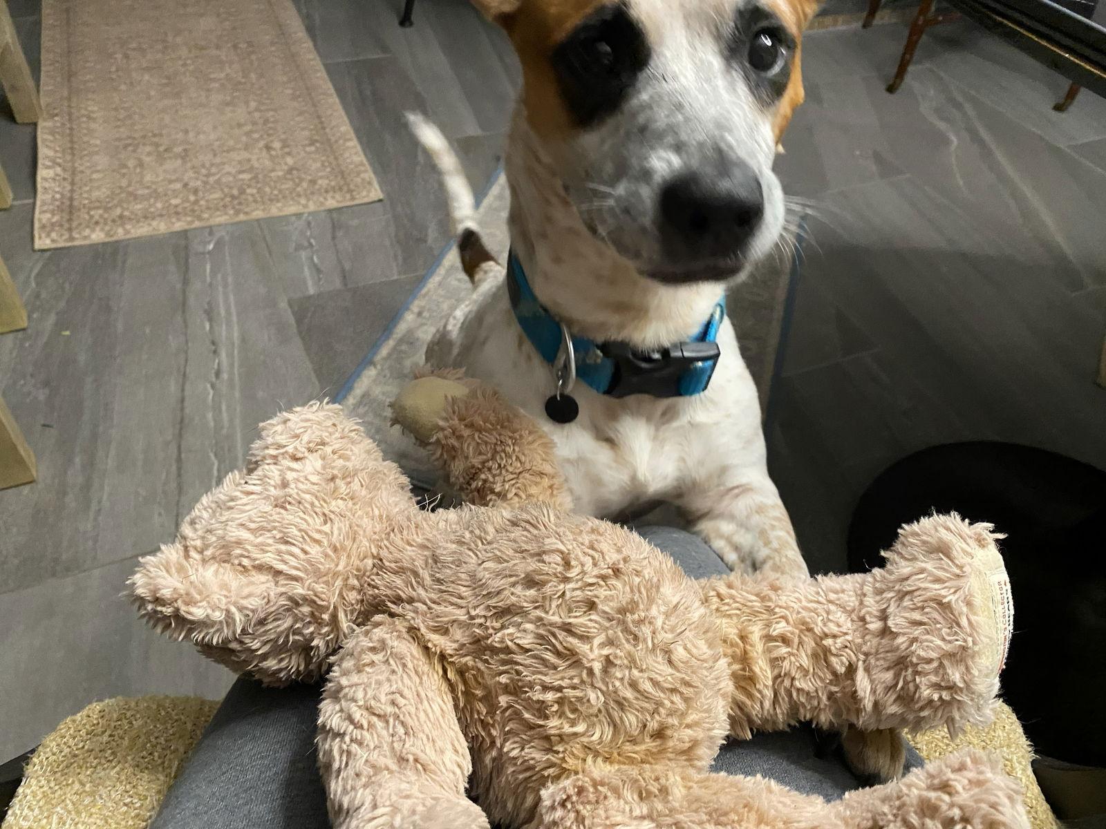 Enlarge Sweetie #ms-congeniality, a Adopted mixed breed in Houston, TX image 3/3