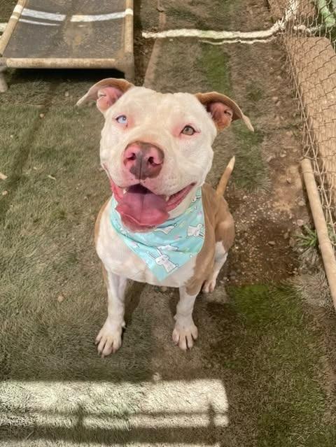 Enlarge Millie - Foster or Adopt Me!, a Adoptable mixed breed in Lake Forest, CA image 1/6