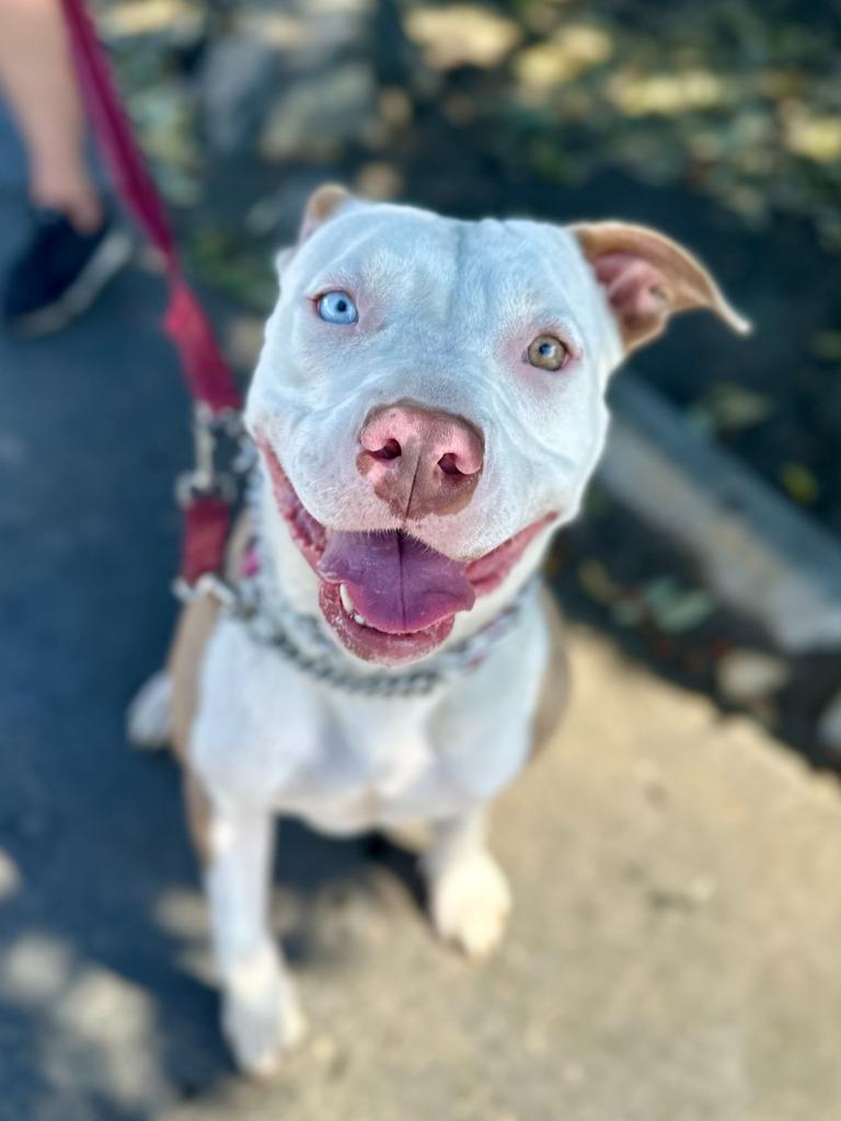 Enlarge Millie - Foster or Adopt Me!, a Adoptable mixed breed in Lake Forest, CA image 2/6