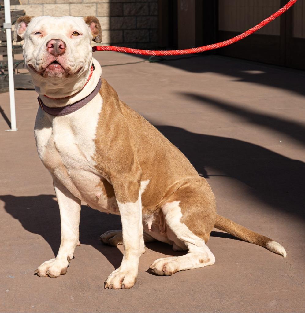 Millie - Adopt Me!, a Adoptable mixed breed in Lake Forest, CA image 1/6