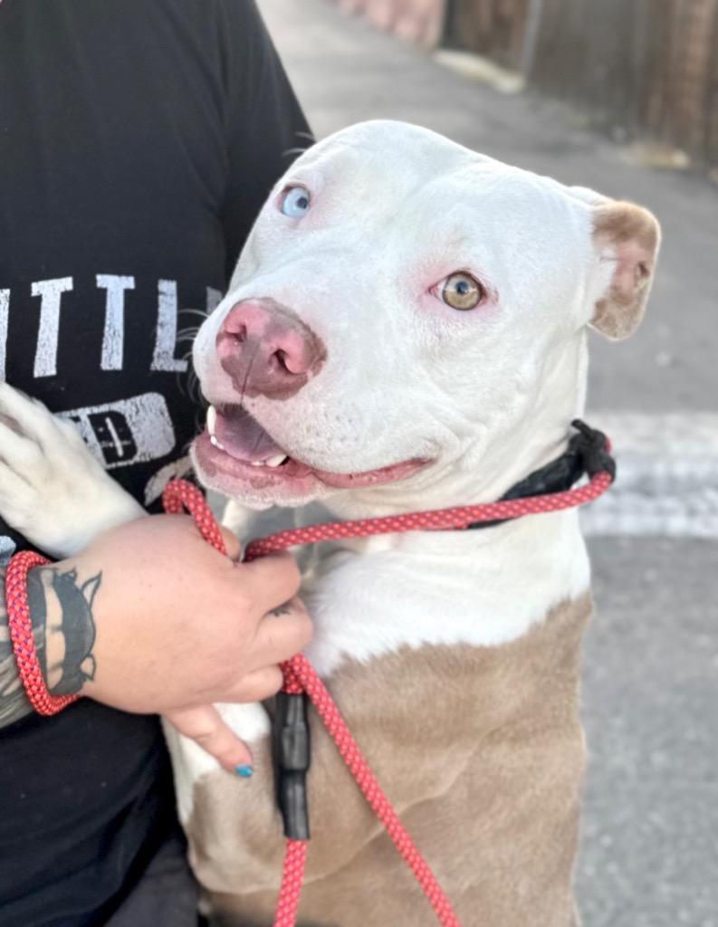 Enlarge Millie - Foster or Adopt Me!, a Adoptable mixed breed in Lake Forest, CA image 3/6