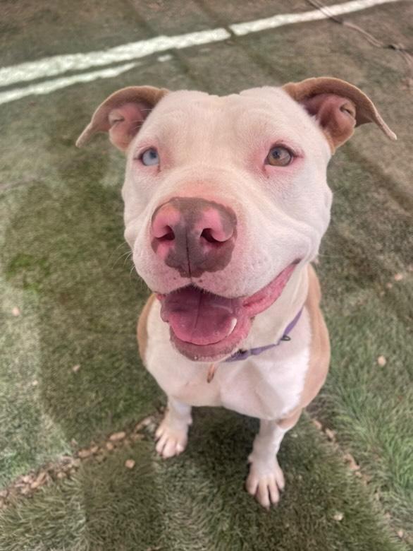 Enlarge Millie - Foster or Adopt Me!, a Adoptable mixed breed in Lake Forest, CA image 4/6