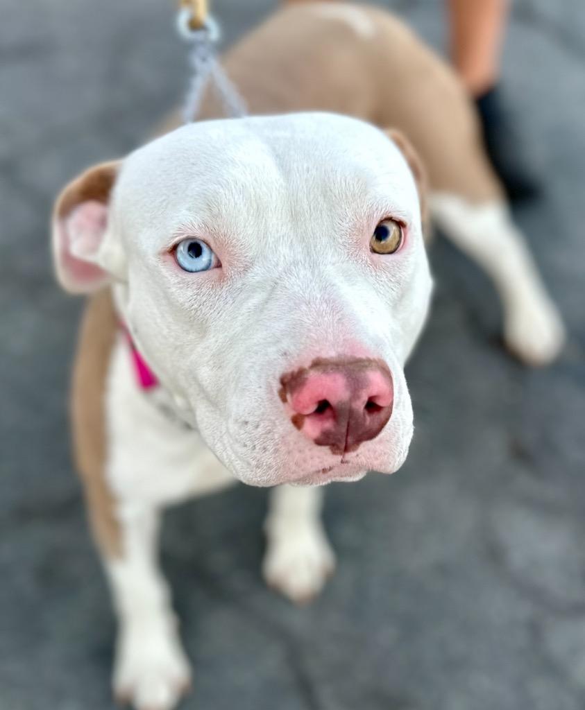 Enlarge Millie - Foster or Adopt Me!, a Adoptable mixed breed in Lake Forest, CA image 5/6