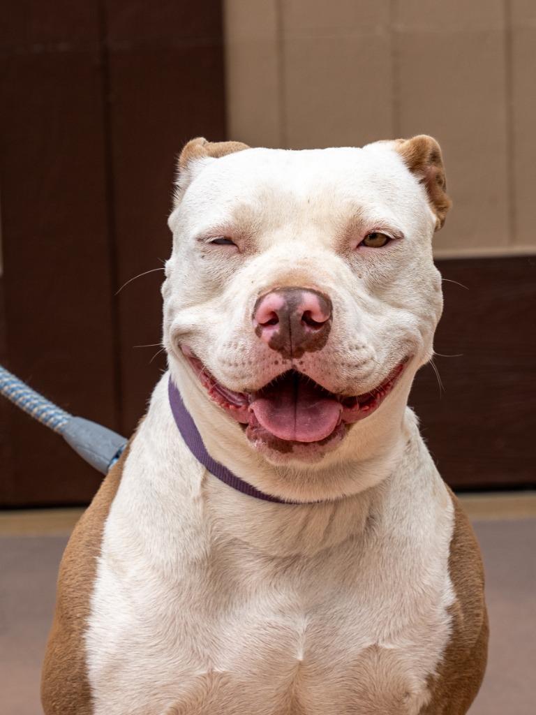 Millie - Adopt Me!, a Adoptable mixed breed in Lake Forest, CA image 2/6