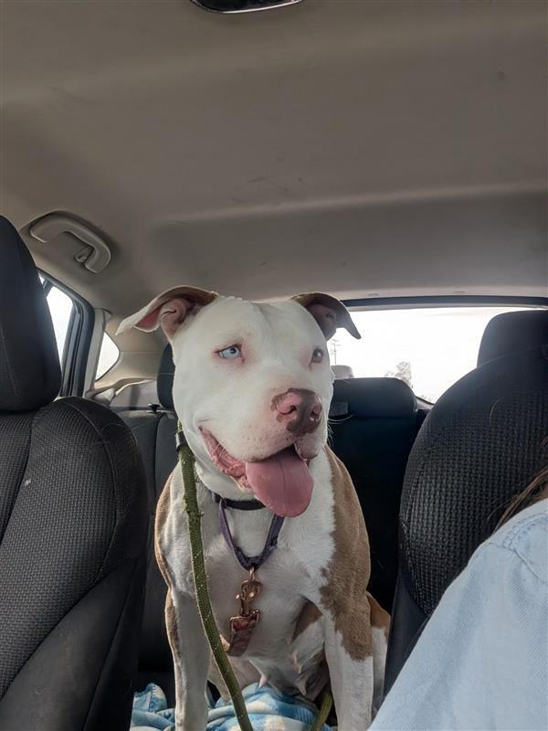 Millie - Adopt Me!, a Adoptable mixed breed in Lake Forest, CA image 4/6