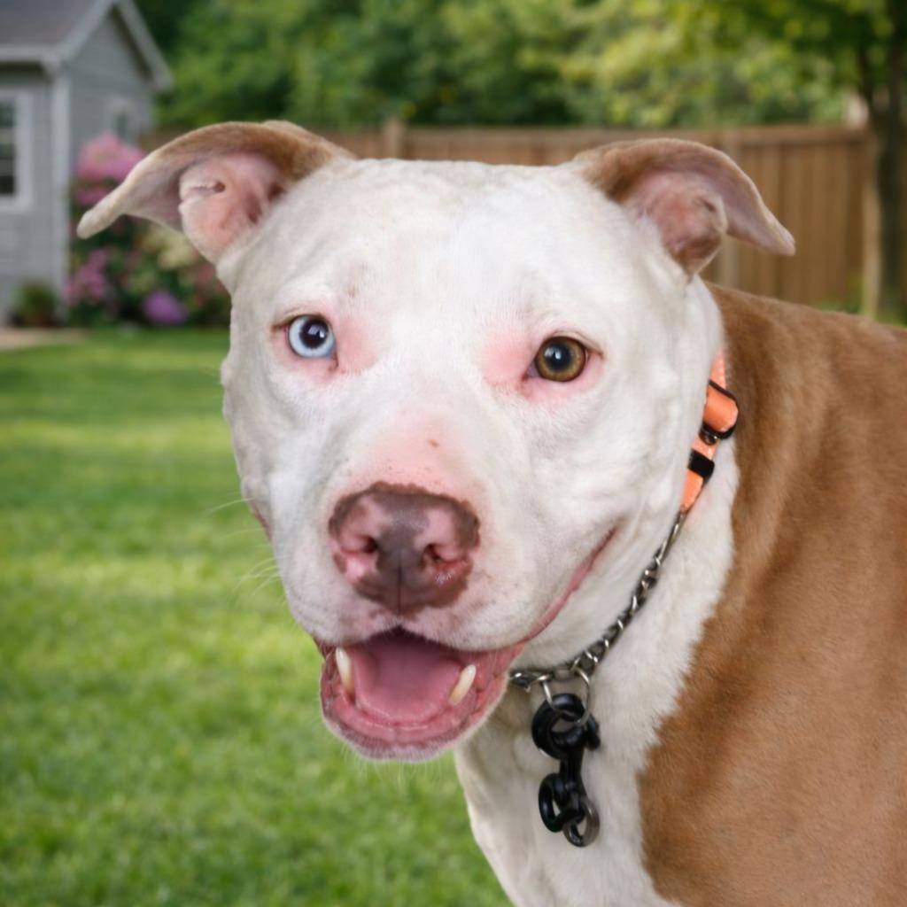 Millie - Adopt Me!, a Adoptable mixed breed in Lake Forest, CA image 5/6