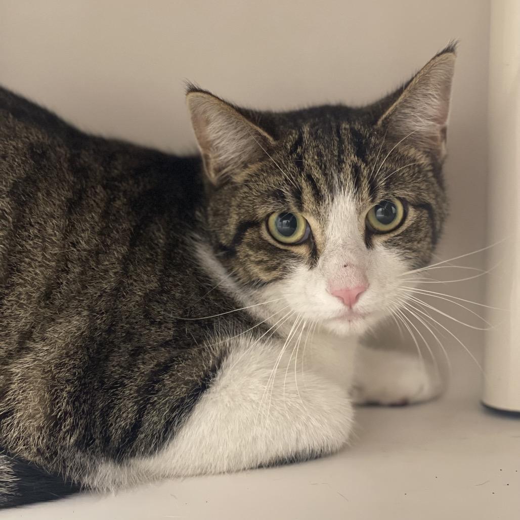 Slapshot, Adoptable, Adult Male Domestic Short Hair.