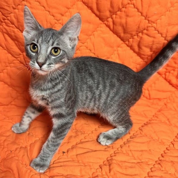 Twiggy, an adopted Domestic Short Hair in Waterloo, IA image 2/2