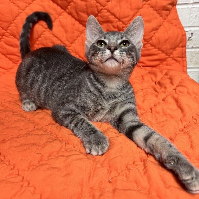 Twiggy, adopted, Adult Male Domestic Short Hair.