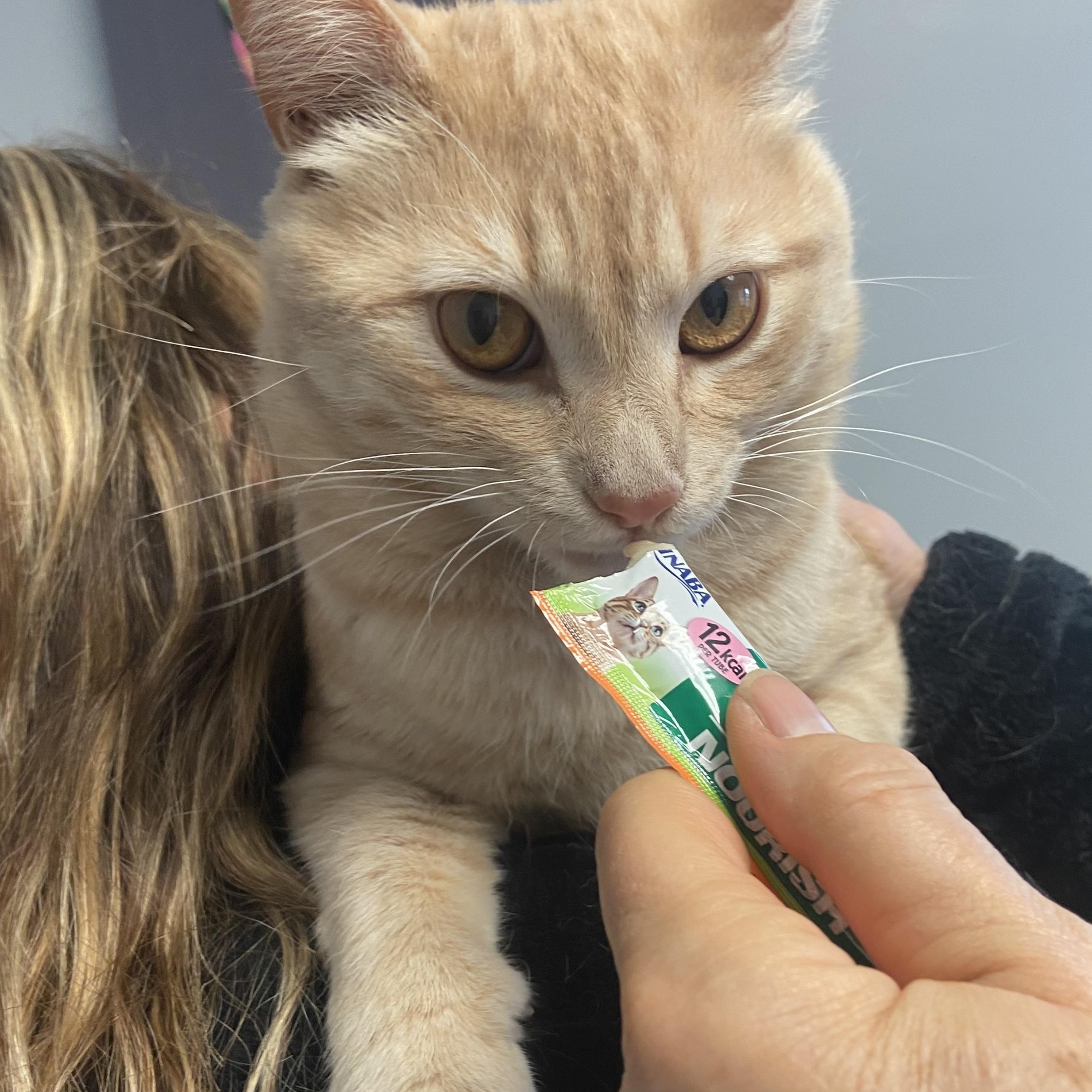 Calvin, a ADOPTABLE Domestic Short Hair in Clifton, NJ image 2/6