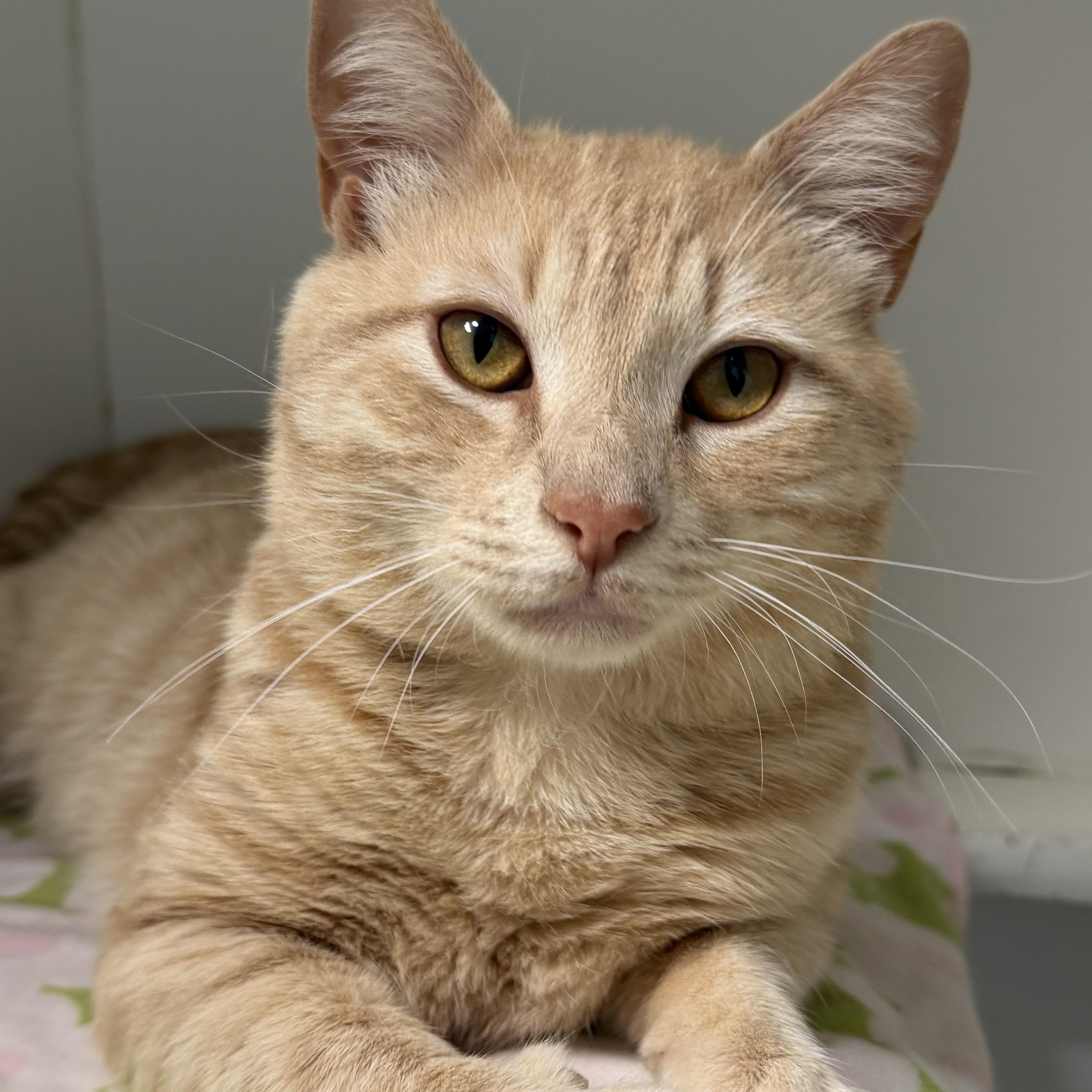 Calvin, ADOPTABLE, Young Male Domestic Short Hair.