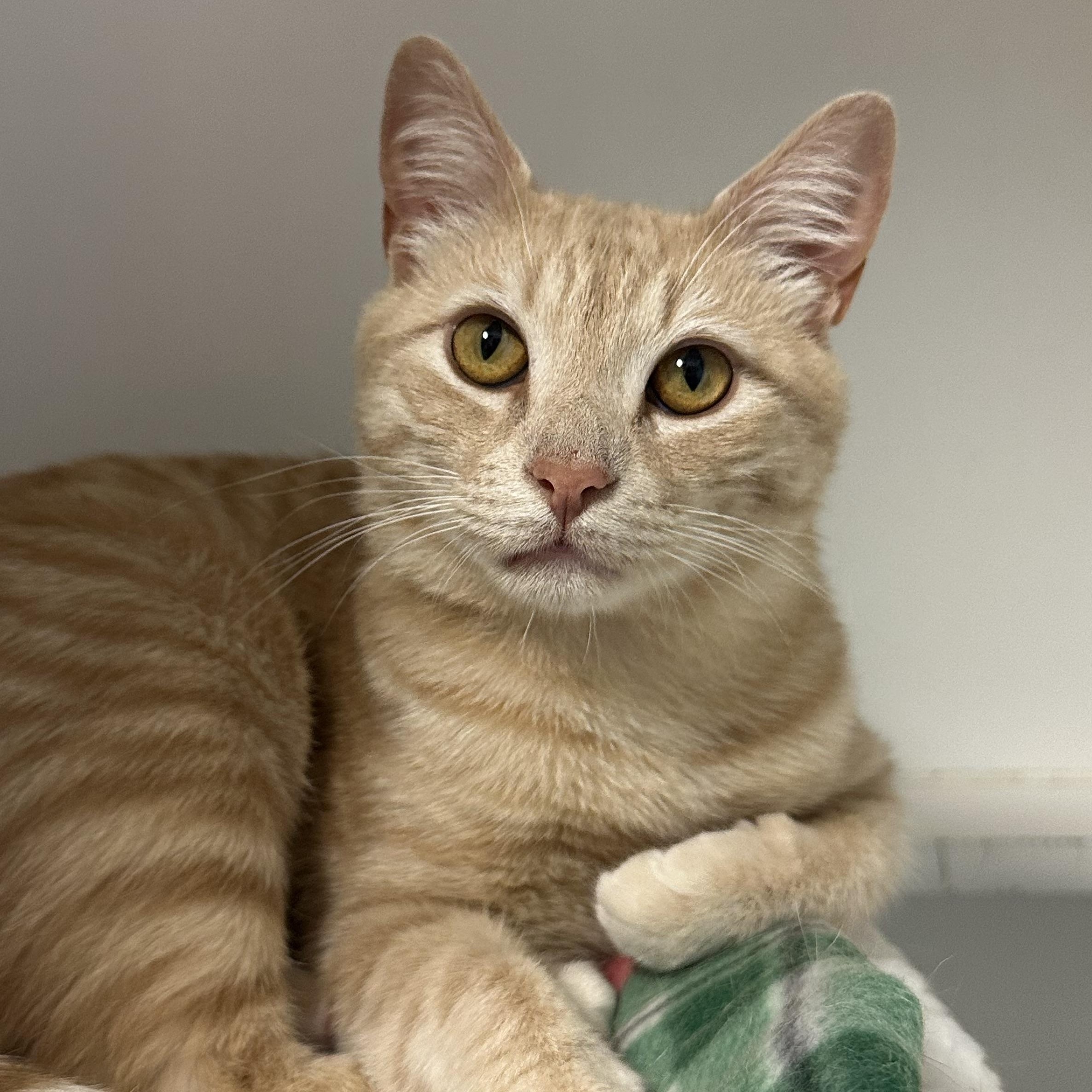 Calvin, an adopted Domestic Short Hair in Clifton, NJ image 3/6