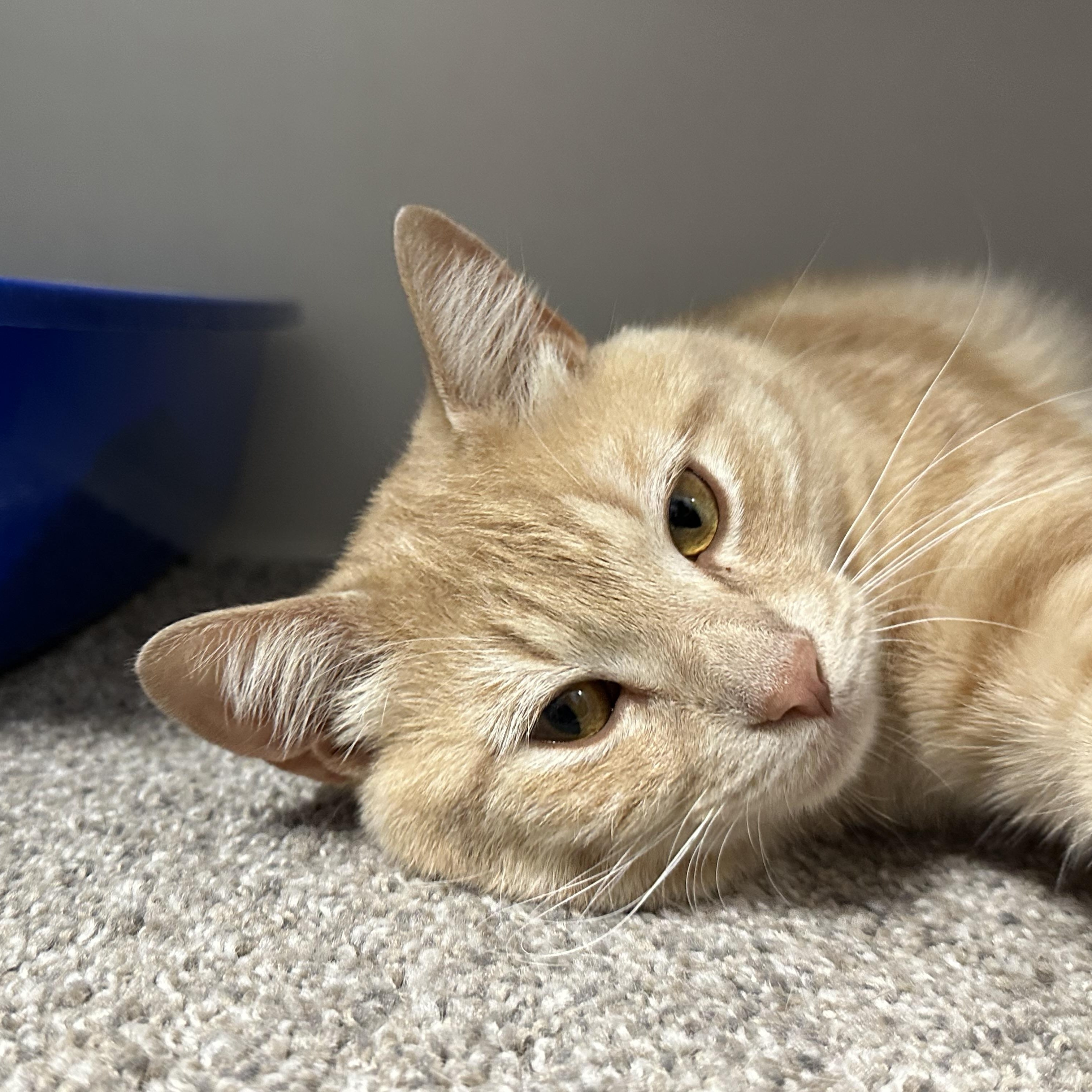 Calvin, a ADOPTABLE Domestic Short Hair in Clifton, NJ image 3/6