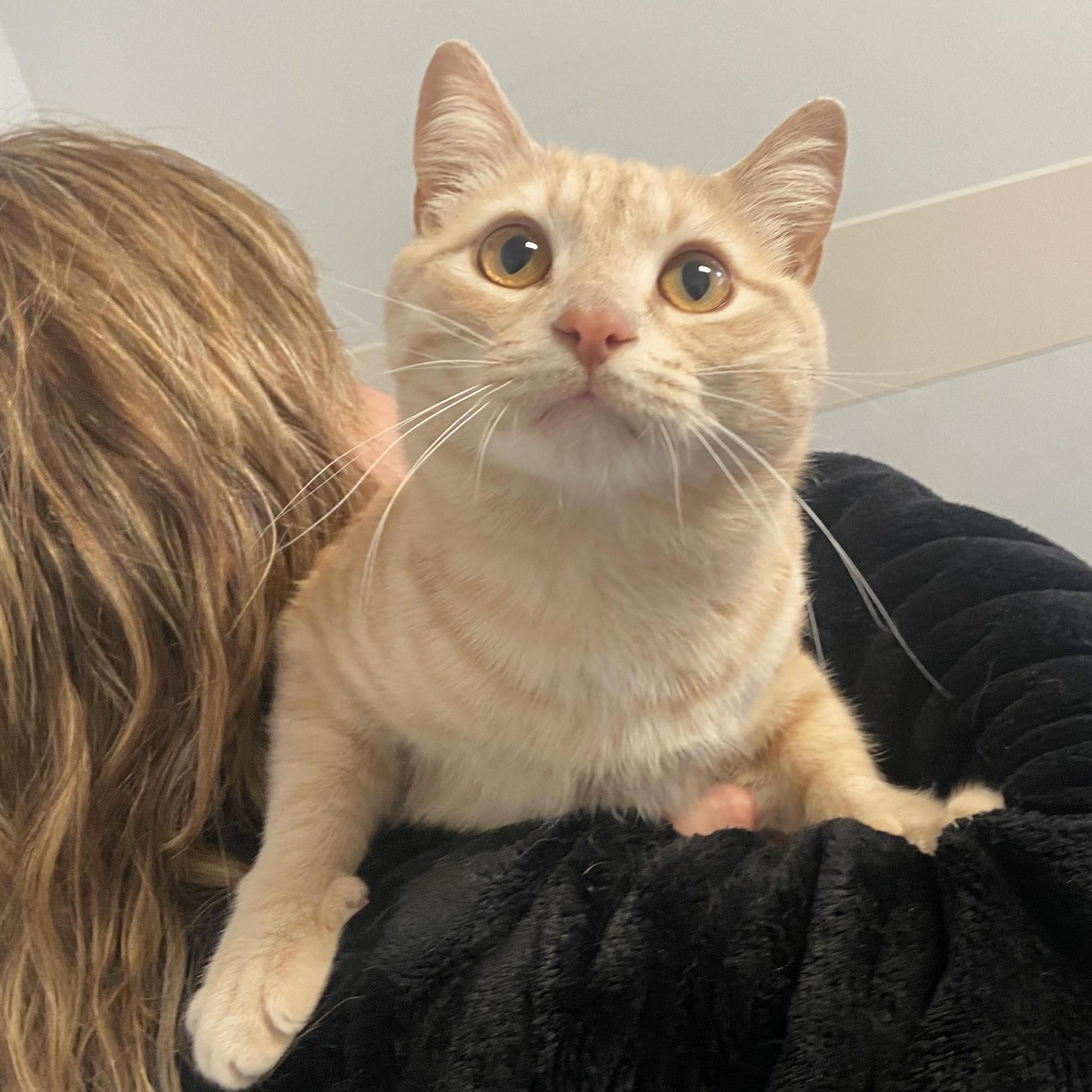 Calvin, a ADOPTABLE Domestic Short Hair in Clifton, NJ image 4/6