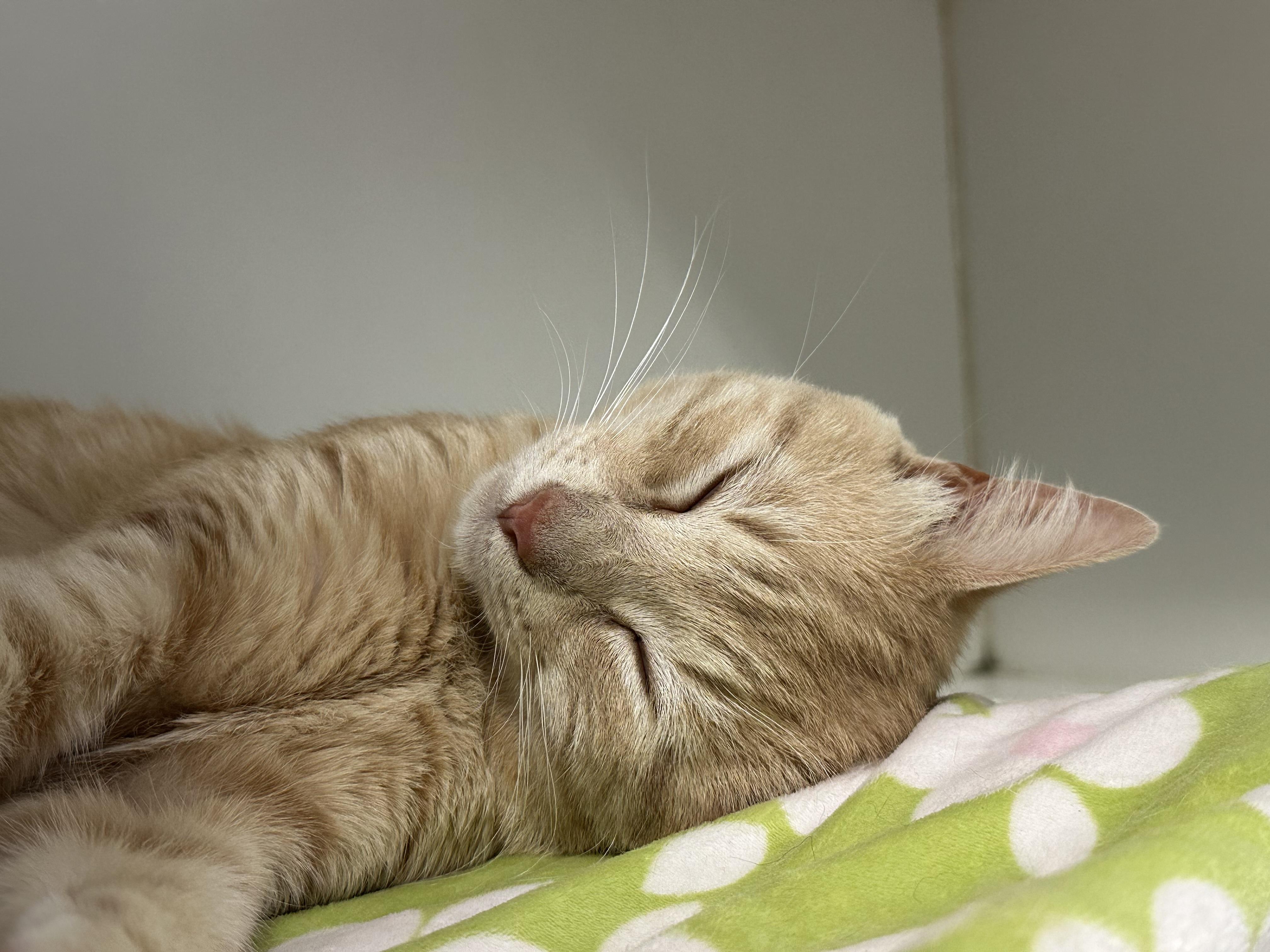 Calvin, a ADOPTABLE Domestic Short Hair in Clifton, NJ image 5/6