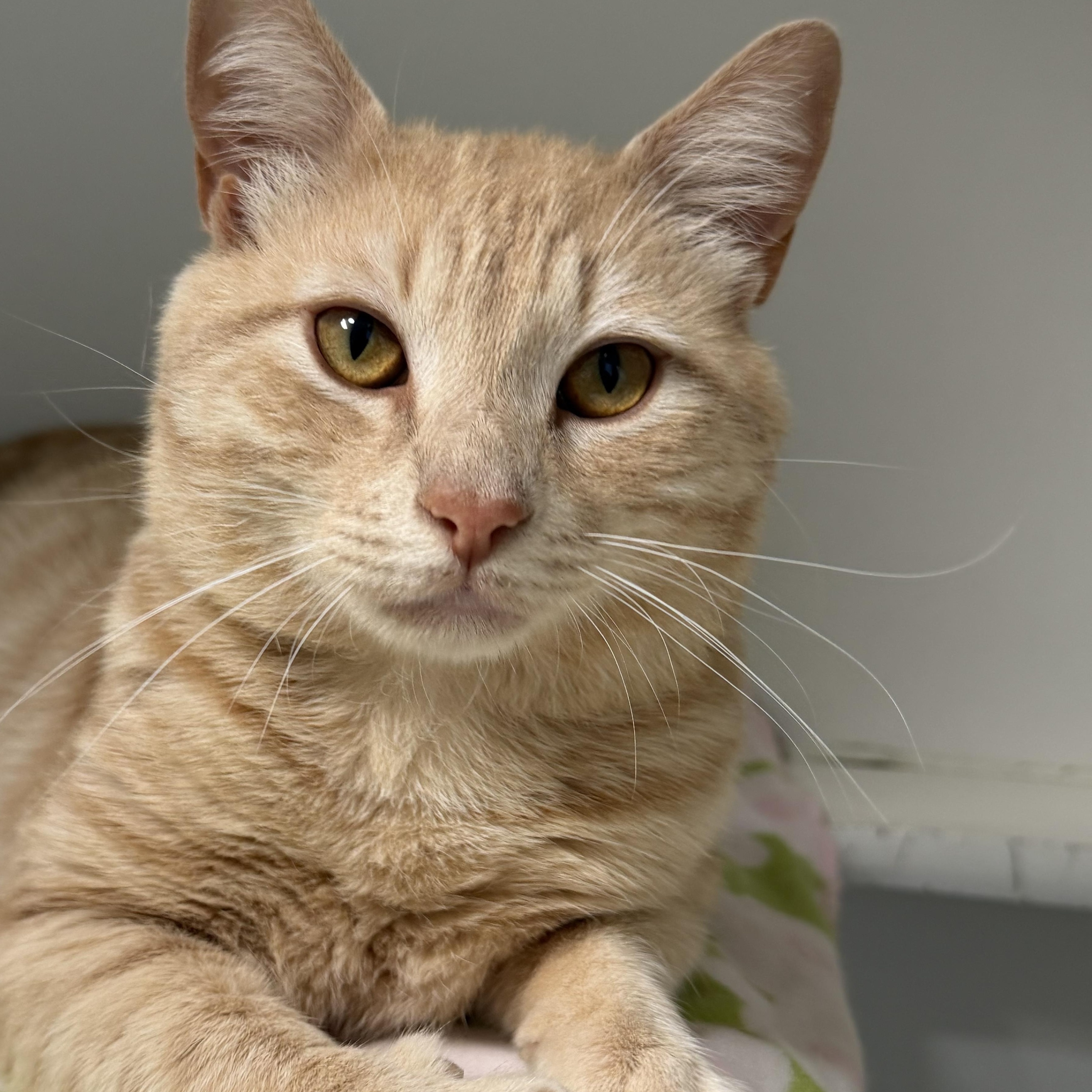 Calvin, a ADOPTABLE Domestic Short Hair in Clifton, NJ image 6/6