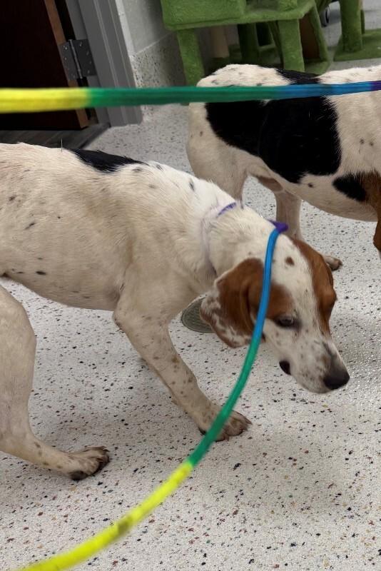 Polo (Sponsored Adoption), a Adoptable Beagle in Providence Forge, VA image 1/3