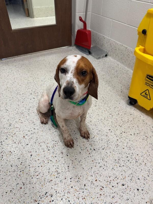 Polo (Sponsored Adoption), a Adoptable Beagle in Providence Forge, VA image 2/3
