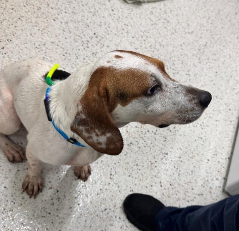 Polo (Sponsored Adoption), a Adoptable Beagle in Providence Forge, VA image 3/3