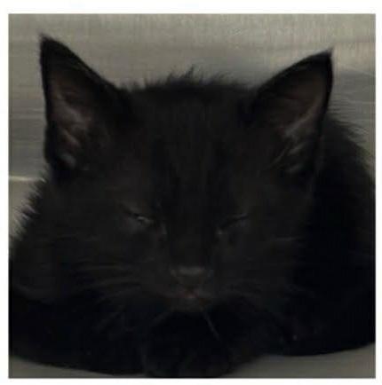 Dill, Adopted, Young Male Domestic Short Hair.