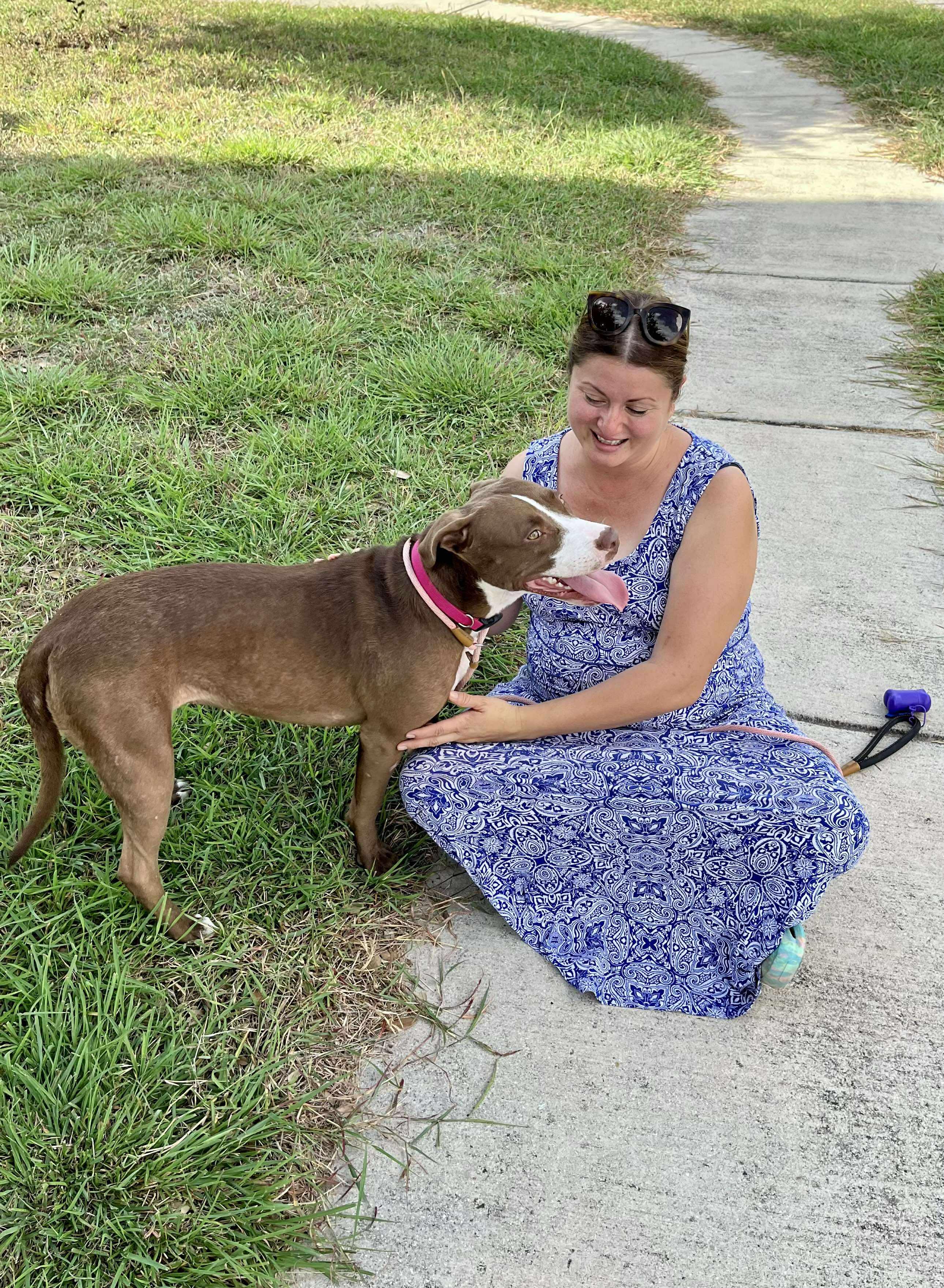 Brownie, Adoptable, Young Female Terrier & Bulldog.