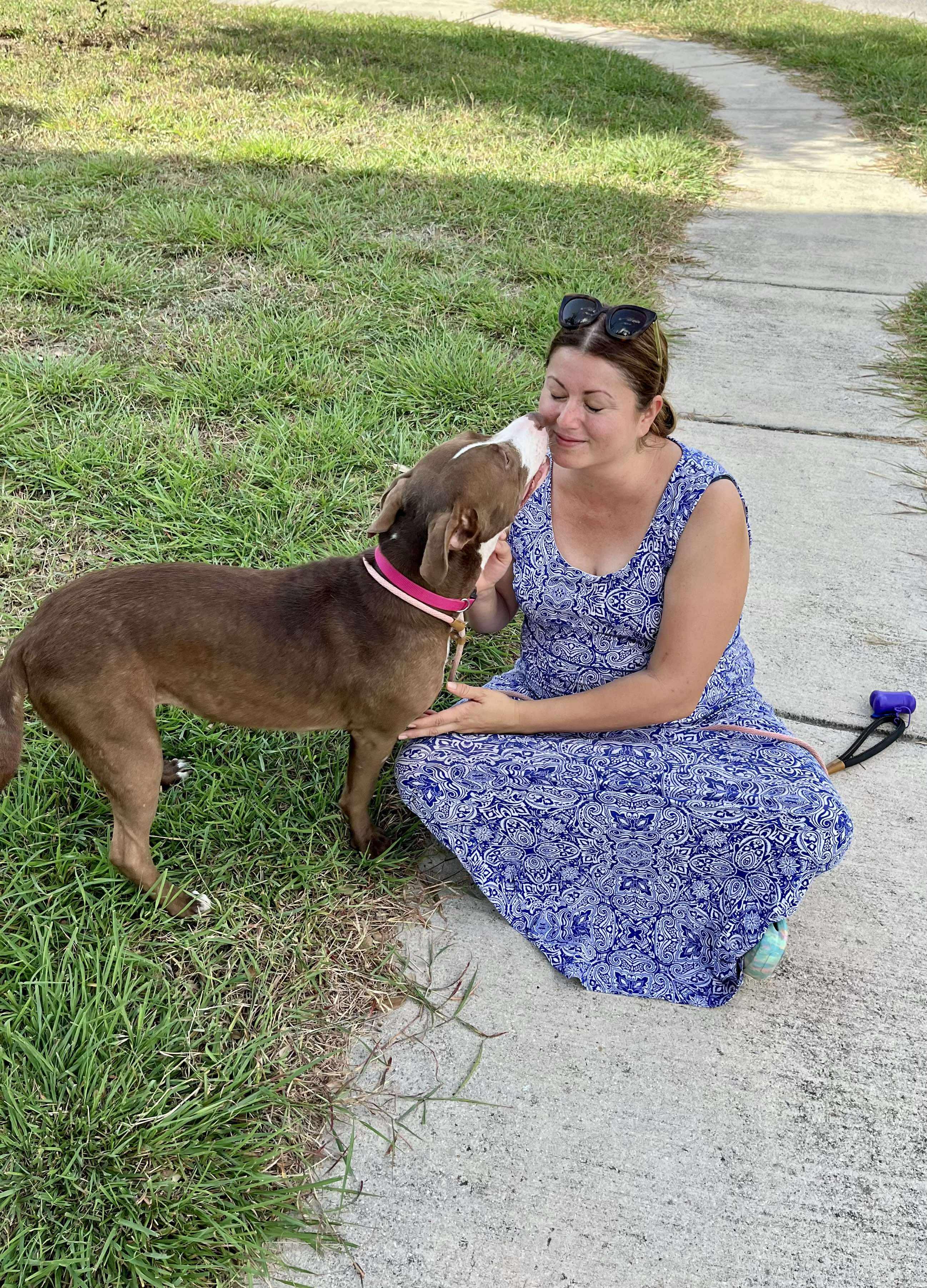 Brownie, a Adoptable mixed breed in Albany, NY image 2/6