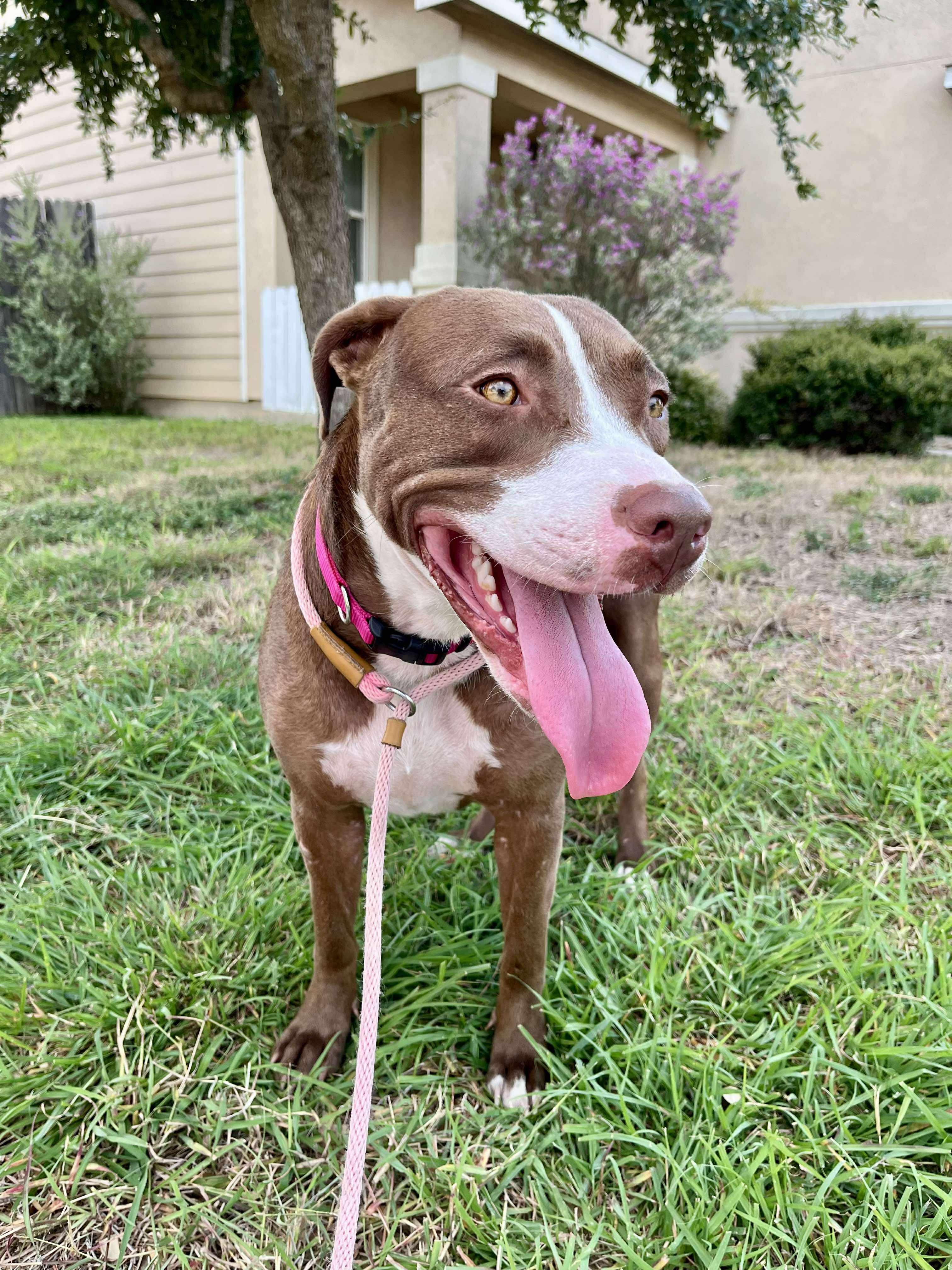 Brownie, a Adoptable mixed breed in Albany, NY image 3/6
