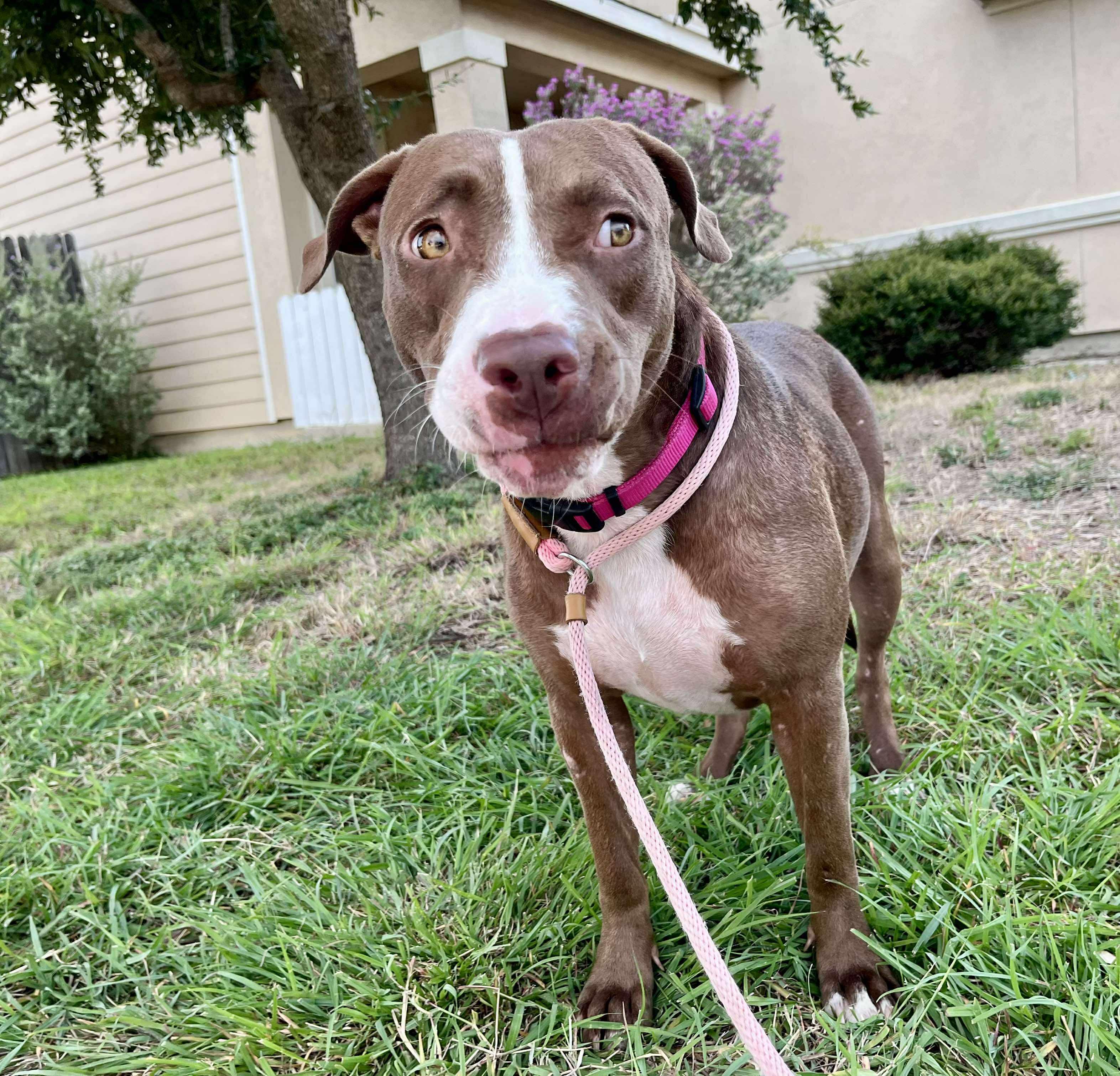 Brownie, a Adoptable mixed breed in Albany, NY image 4/6