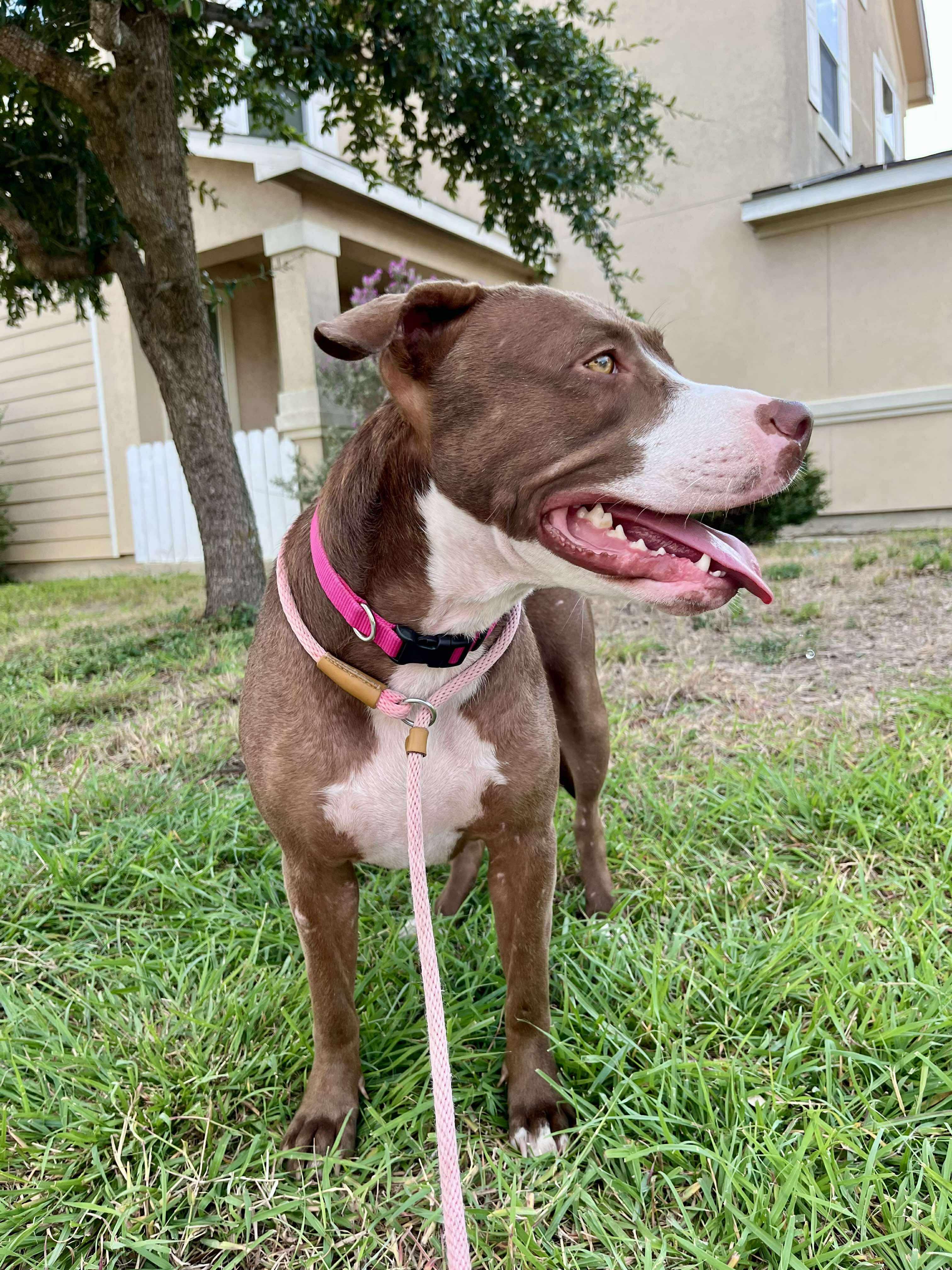 Brownie, a Adoptable mixed breed in Albany, NY image 5/6