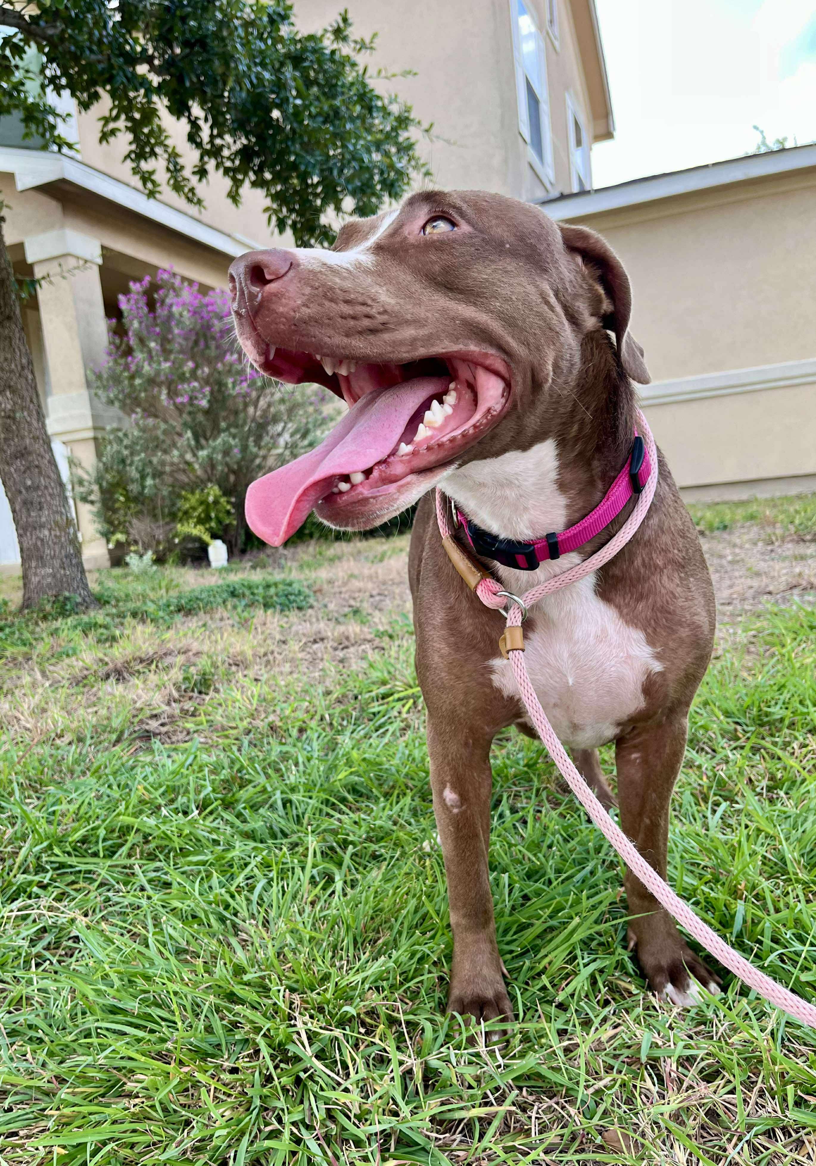 Brownie, a Adoptable mixed breed in Albany, NY image 6/6