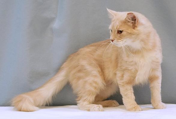 Sorbet, a Adoptable mixed breed in Maynardville, TN image 2/6