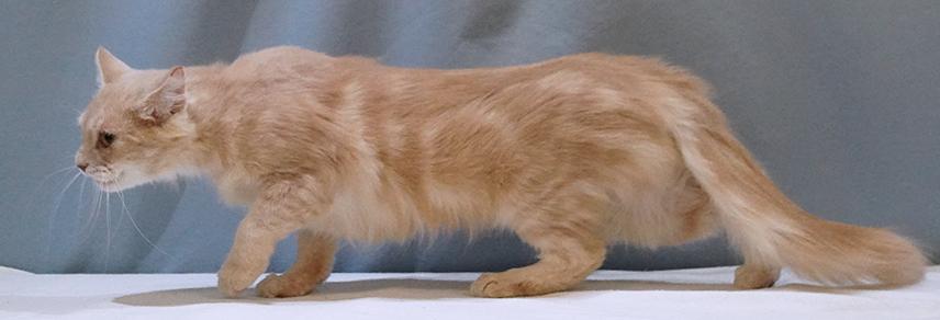 Sorbet, a Adoptable mixed breed in Maynardville, TN image 3/6