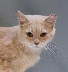 Sorbet, a Adoptable mixed breed in Maynardville, TN image 4/6