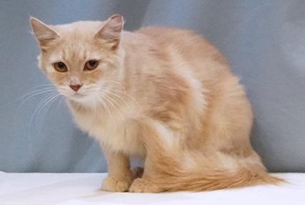 Sorbet, a Adoptable mixed breed in Maynardville, TN image 5/6