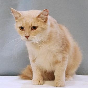 Sorbet, a Adoptable mixed breed in Maynardville, TN image 1/6