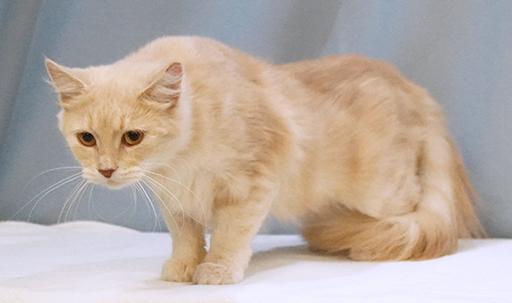 Sorbet, a Adoptable mixed breed in Maynardville, TN image 6/6