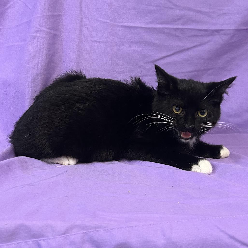 Dex, Adoptable, Kitten Male Domestic Short Hair.