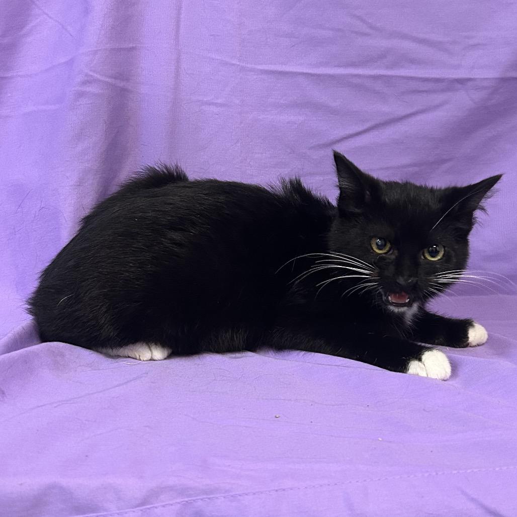 Enlarge Dex, a Adoptable Domestic Short Hair in Coos Bay, OR image 2/4
