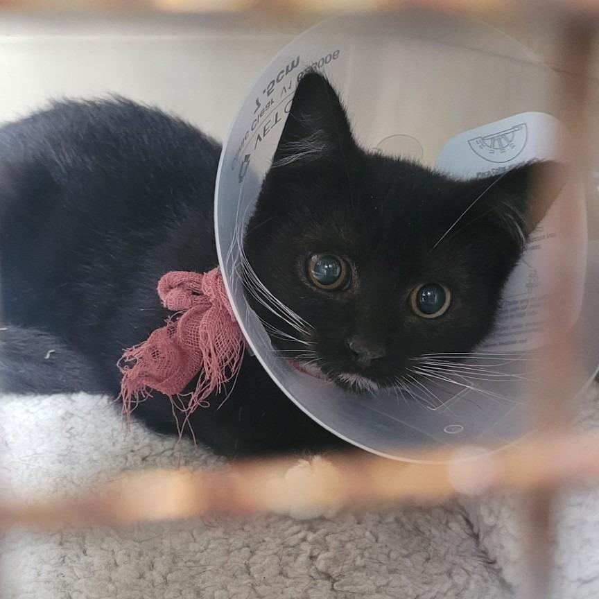 Enlarge Dex, a Adoptable Domestic Short Hair in Coos Bay, OR image 3/4