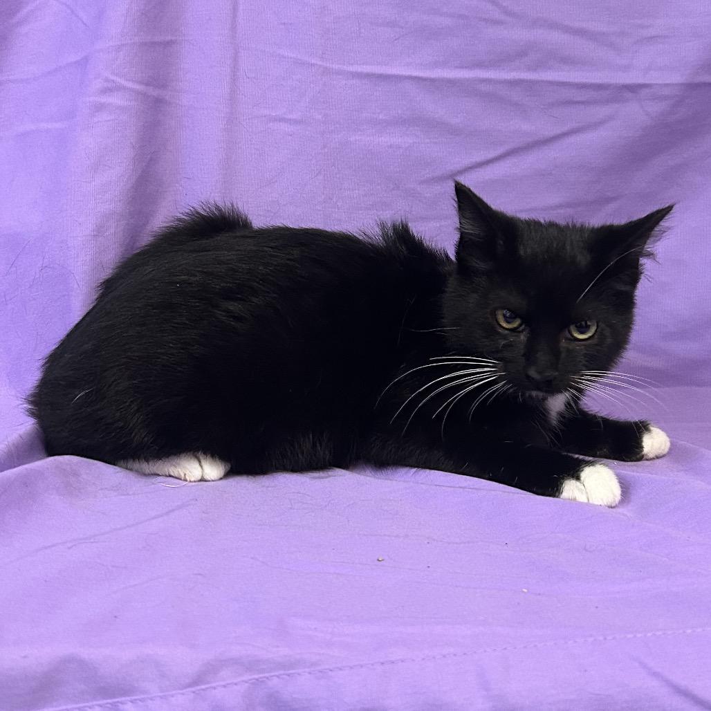 Enlarge Dex, a Adoptable Domestic Short Hair in Coos Bay, OR image 4/4
