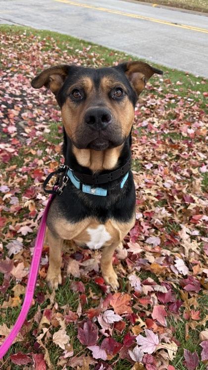 Enlarge Schwartz, a Adoptable mixed breed in Valley View, OH image 1/3