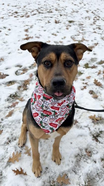 Enlarge Schwartz, a Adoptable mixed breed in Valley View, OH image 3/3