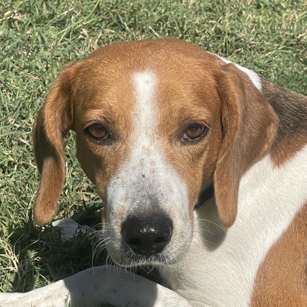 Juno, Adoptable, Adult Female Hound.