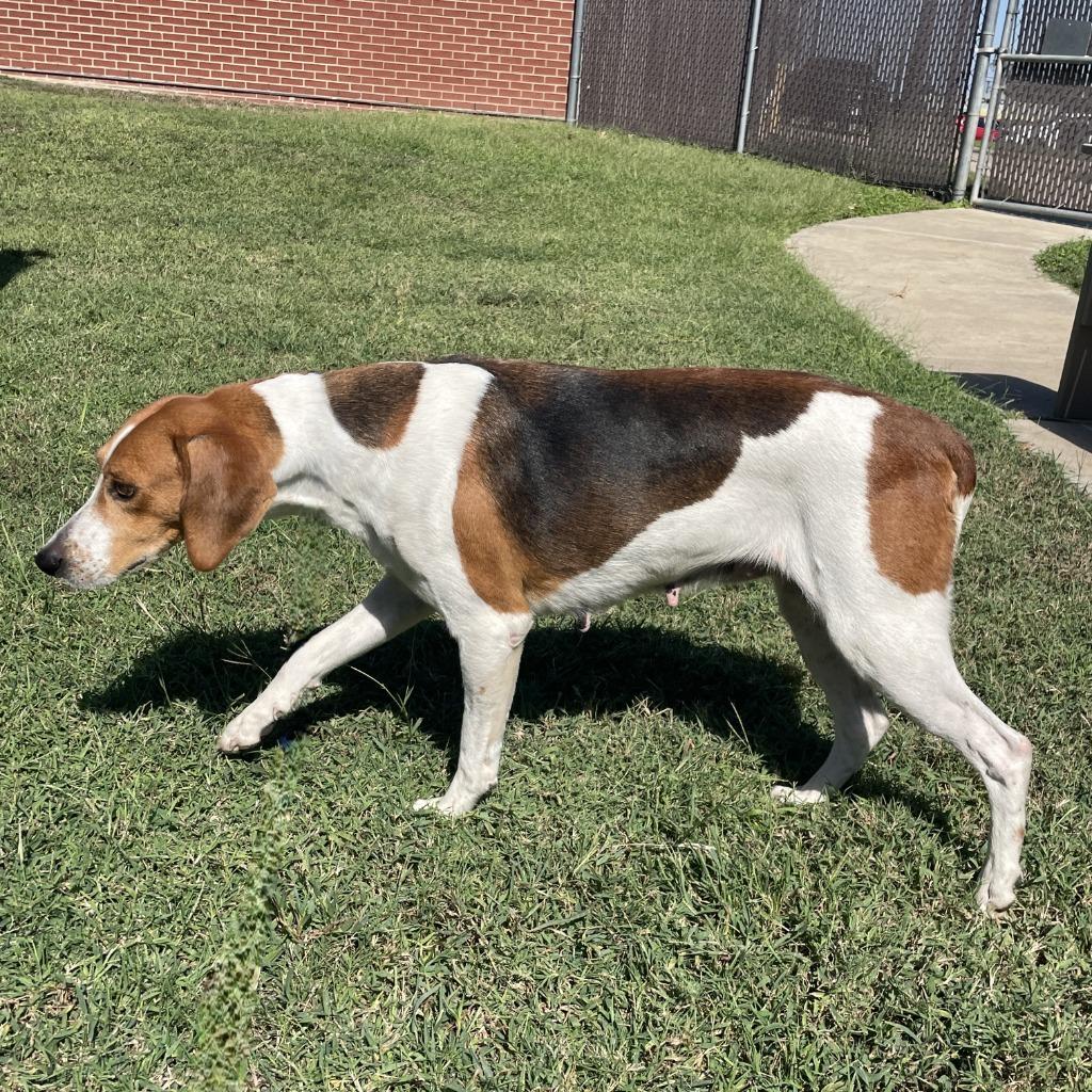 Juno, Adoptable, Adult Female Hound.