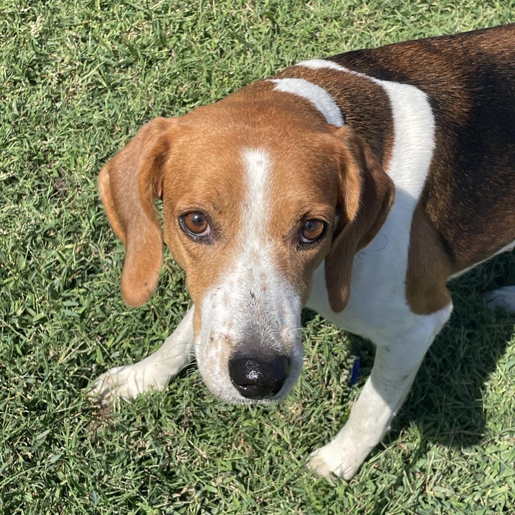 Enlarge Juno, a Adoptable mixed breed in Brenham, TX image 2/6