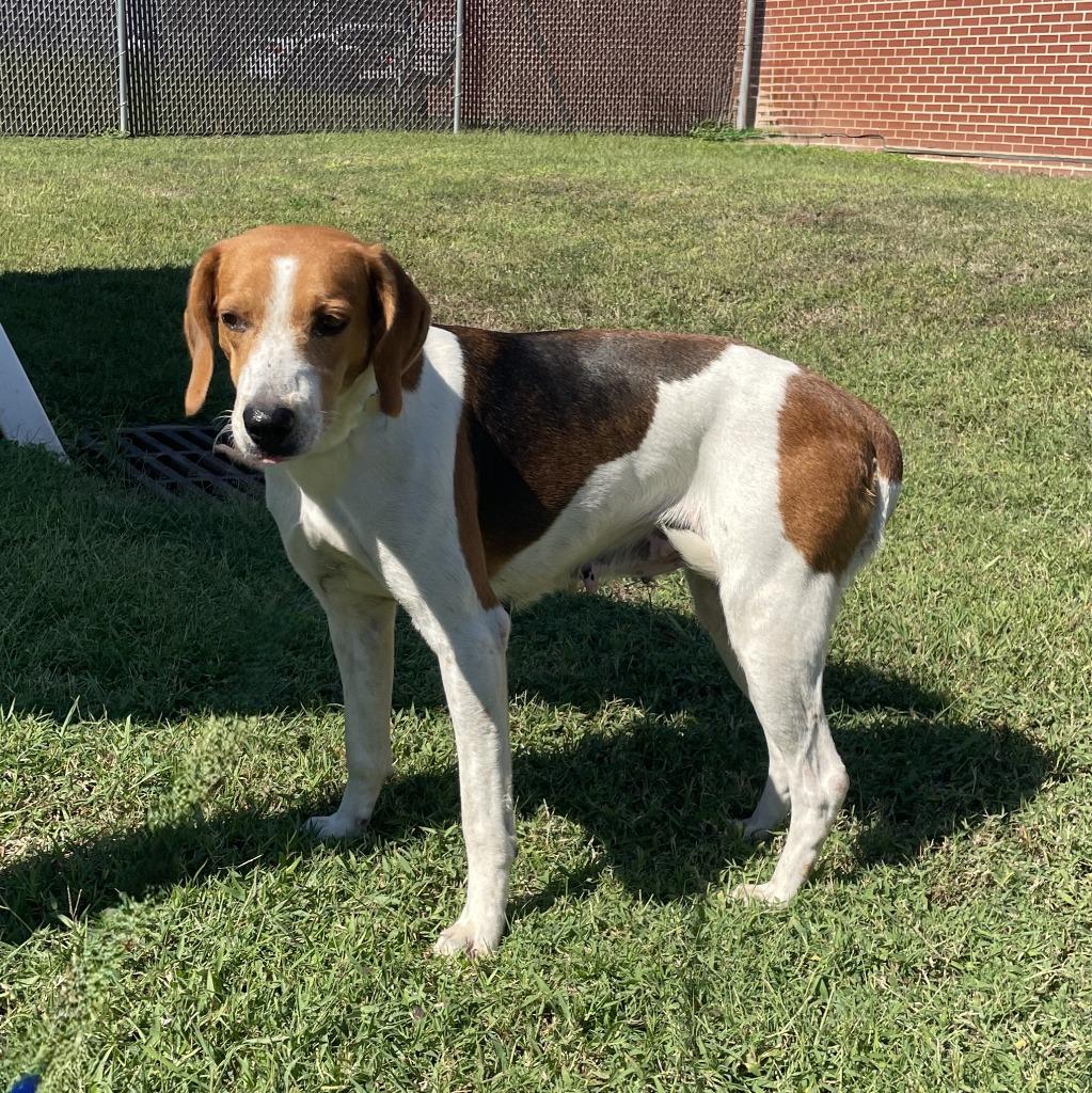 Enlarge Juno, a Adoptable mixed breed in Brenham, TX image 4/6