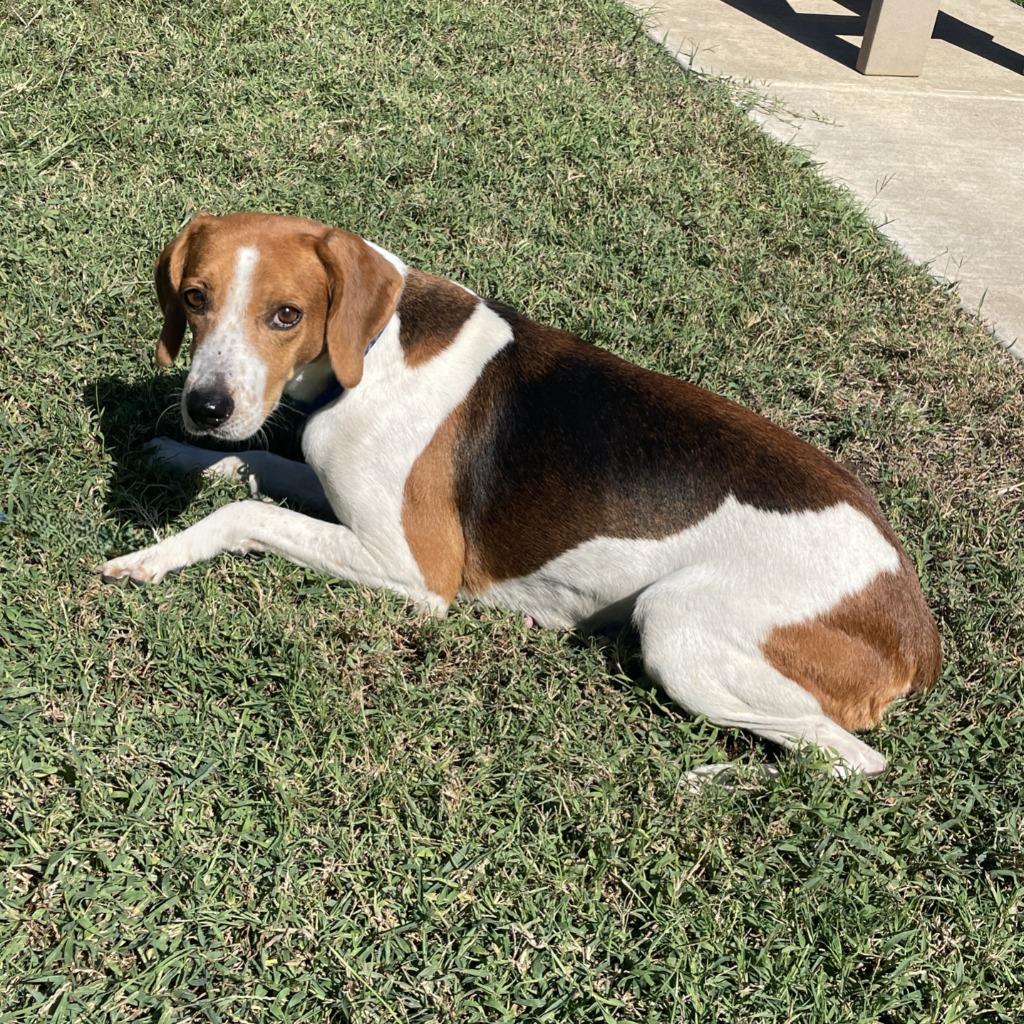 Enlarge Juno, a Adoptable mixed breed in Brenham, TX image 5/6