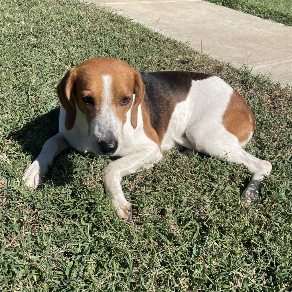Enlarge Juno, a Adoptable mixed breed in Brenham, TX image 6/6