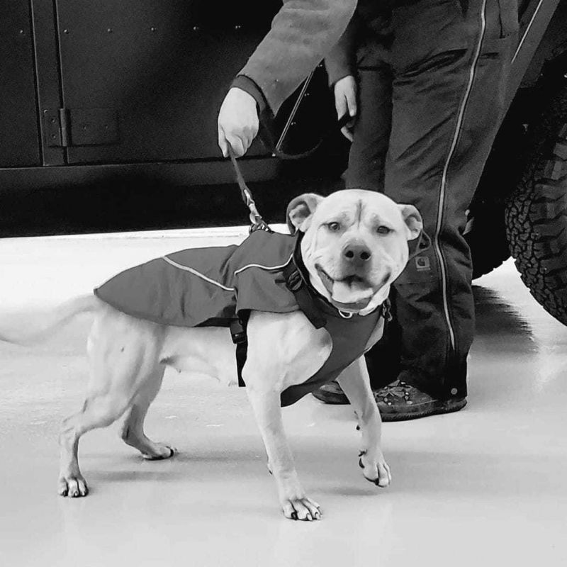 Hunny, Adoptable, Adult Female Pit Bull Terrier.